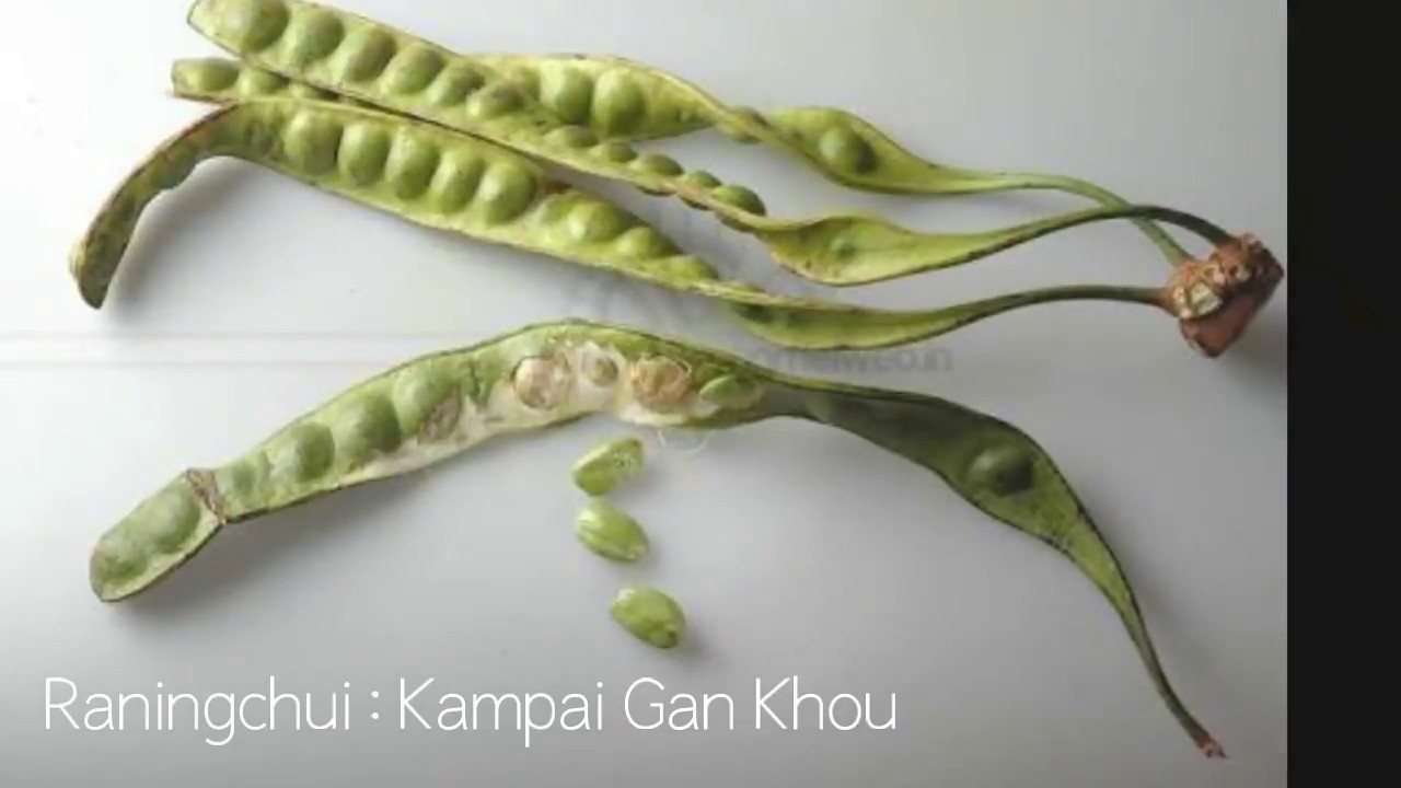 Kampai Gan Khou  Raningchui  Rongmei Song