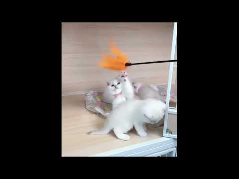 子猫のかわいらしさが心を明るくします ♥