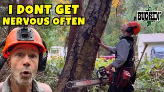 видео: Самое СТРАШНОЕ дерево года картинка: Самое СТРАШНОЕ дерево года