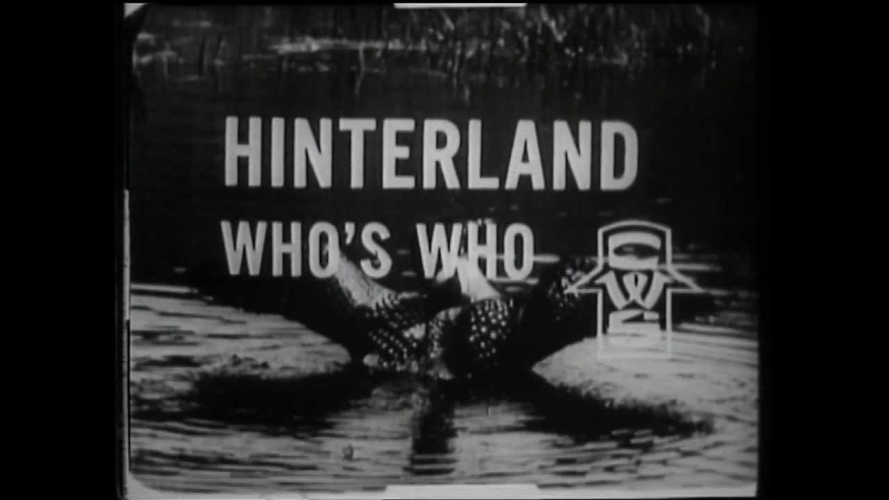 Hinterland Who's Who - Blue Jay