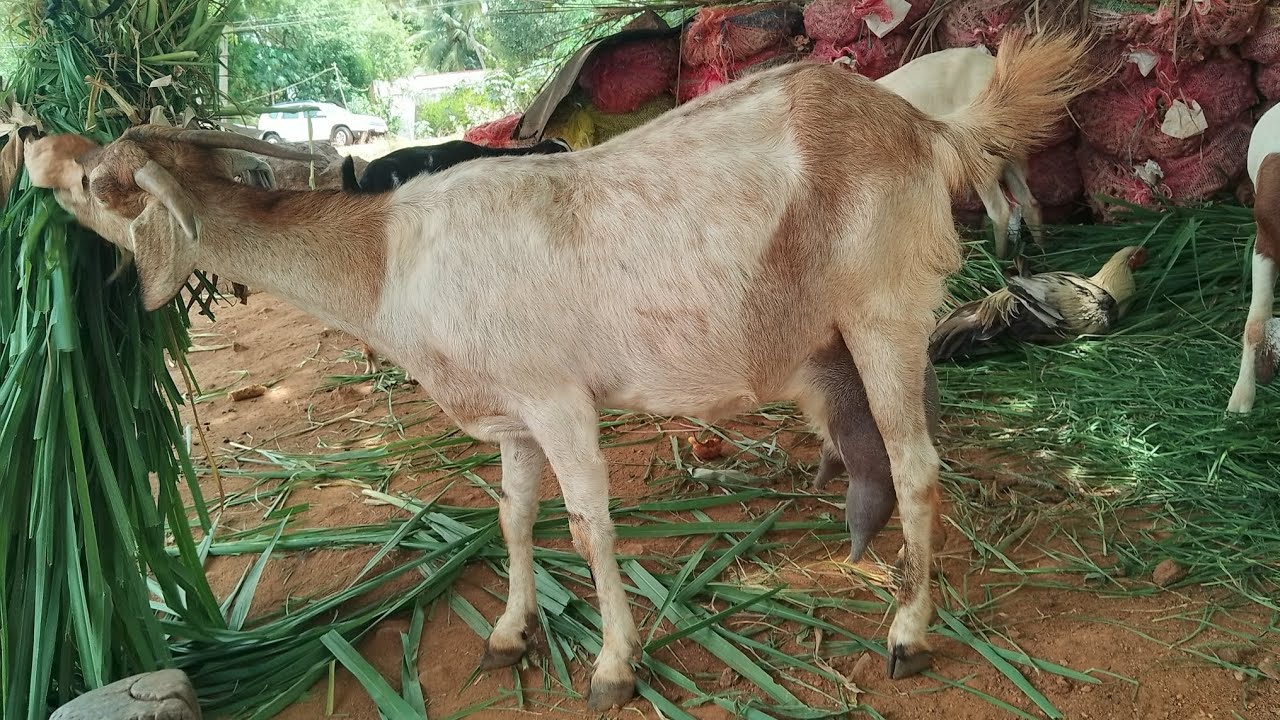 நாட்டு ரக ஆடுகள் வளர்த்து விற்பனை செய்து வரும் 75 வயதான லட்சமிசின்னுசாமிகவுண்டர் அரச்சலூர் ஈரோடு