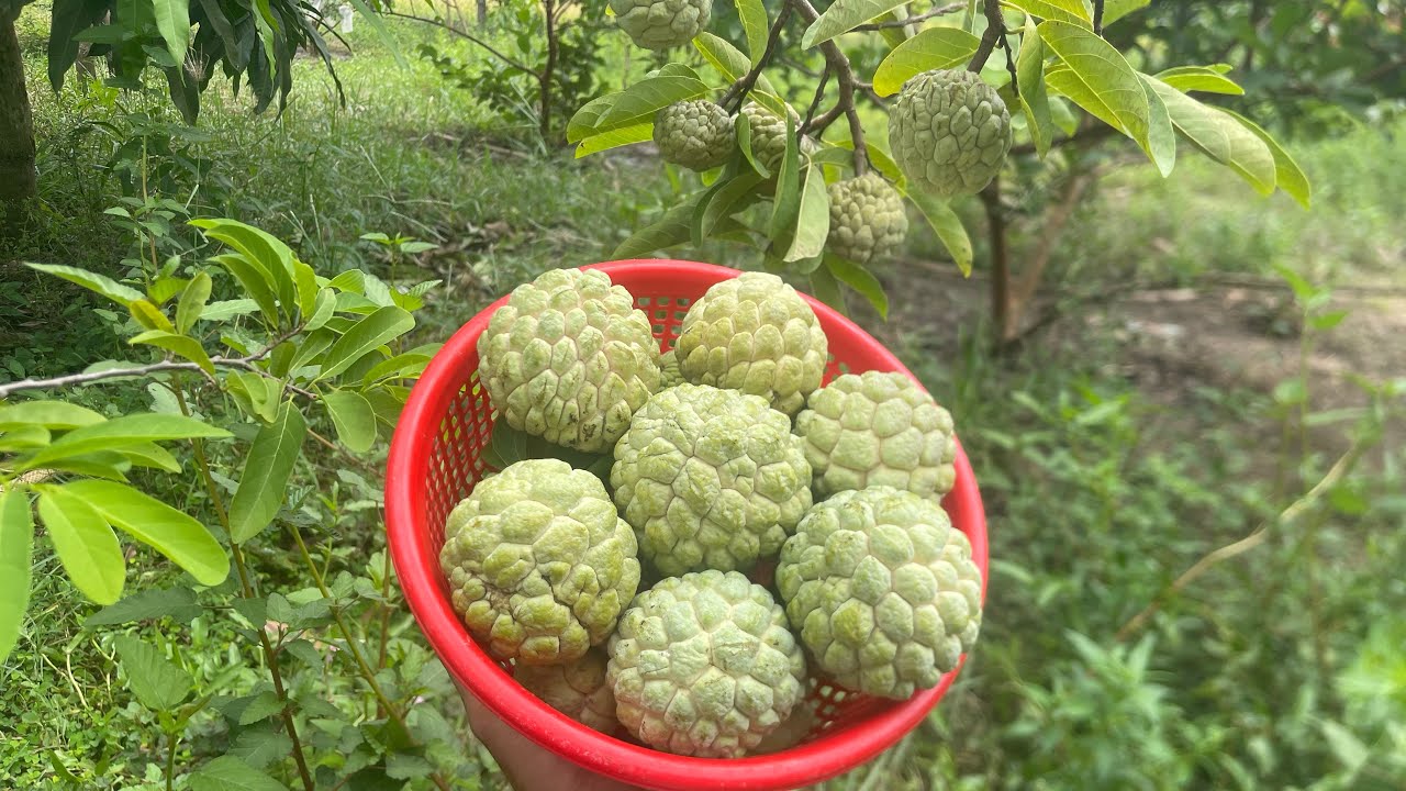 បញ្ហាលើដំណាំទៀប និងវិធីសាស្រ្តព្យាបាលដ៏មានប្រសិទ្ធភាព Problems and effective methods custard apple 