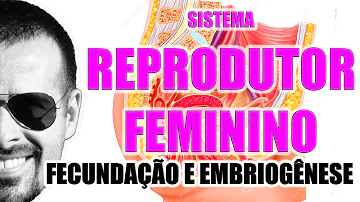 Em que região do aparelho reprodutor feminino o óvulo é fecundado *?