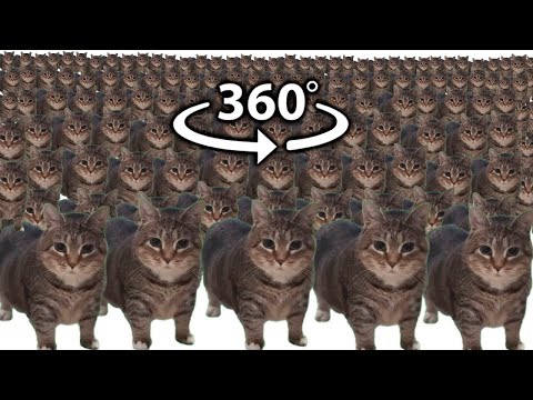 oiiaoiia cat x10000000 | 360º VR