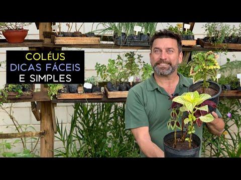 Vídeo: Com Cultivar Coleus