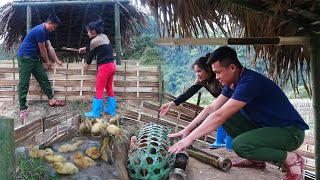 Building bamboo ducks house, The husband go to work to earn money to buy ducklings to raise