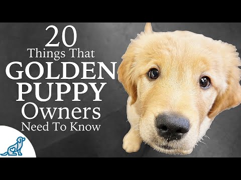 Golden Retriever Puppy First Week Home - Professional Dog Training Tips