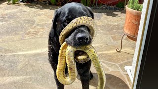 My most ever viewed video of all time-Snake wrapped around dogs head