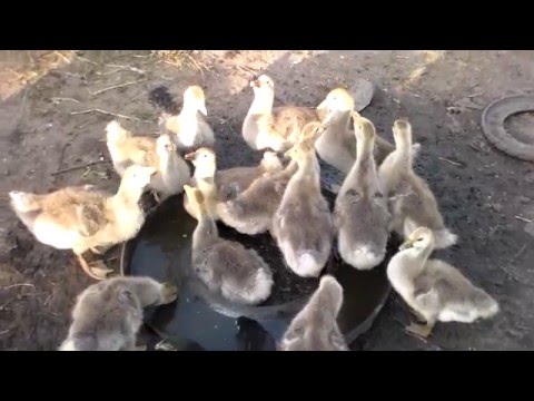 Кормление гусей.мои гуси в месячном возрасте.Feeding the geese.moi geese in the months of age.