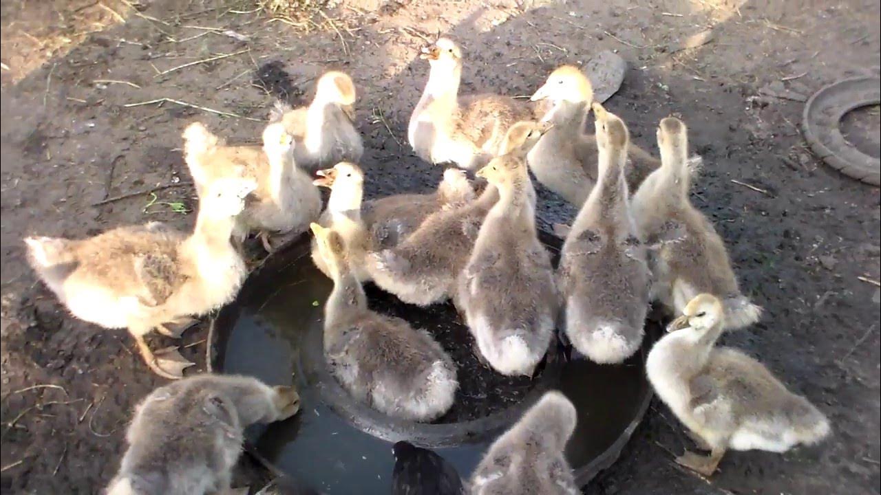 Гуси 3 месяца фото