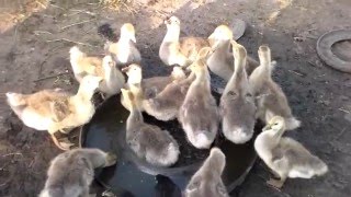 Кормление гусей .мои гуси в месячном возрасте.Feeding the geese .moi geese in the months of age.