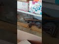 Mouse in my warehouse