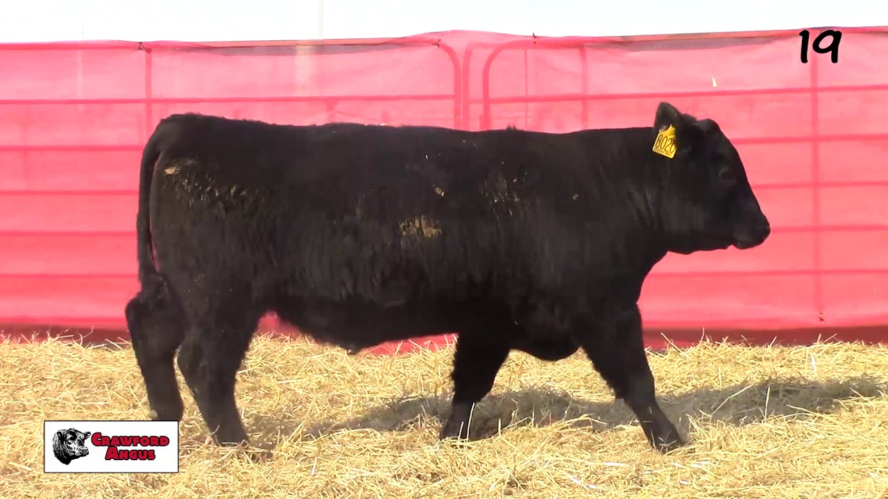 angus tasty Crawford Angus Lot 19