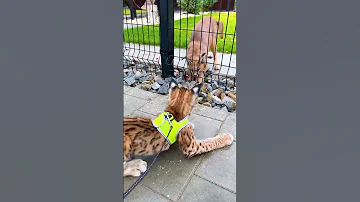 Каракал Ночка копает под рысёнка Локи 😼