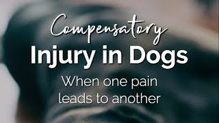 Compensatory Injury In Dogs - The Buzby Dog Podcast