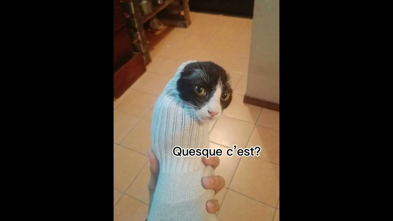 Ce qu’on aimerait tous dire à la prof🤭🤫 #chat #drôle #humour