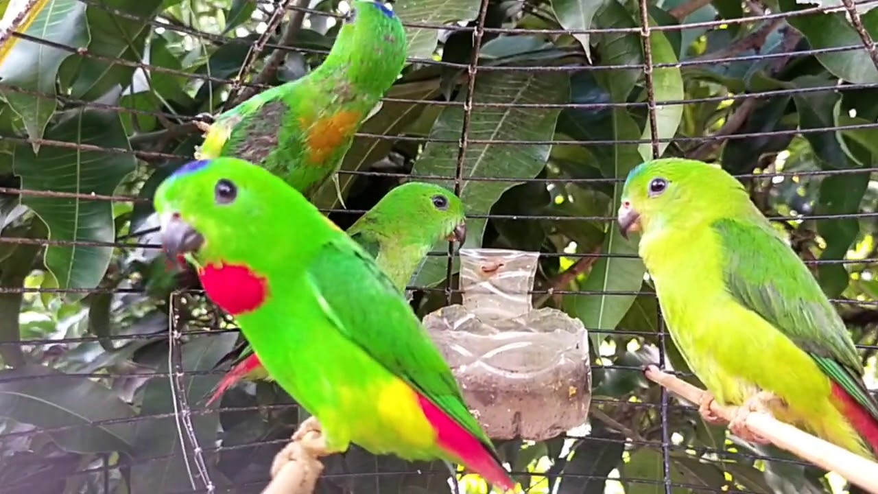 Burung serindit rintik rintik merah /018 - YouTube