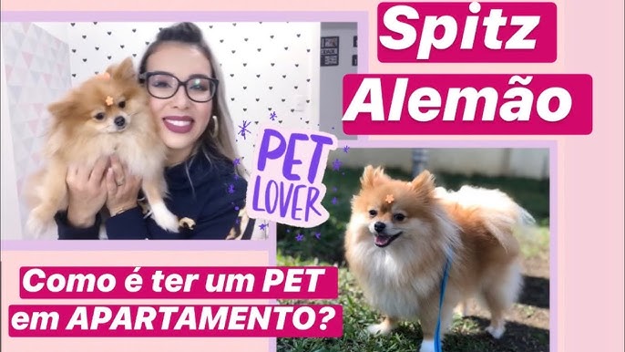 Cão Lulu da Pomerânia recusa nova dieta e vídeo engraçado é