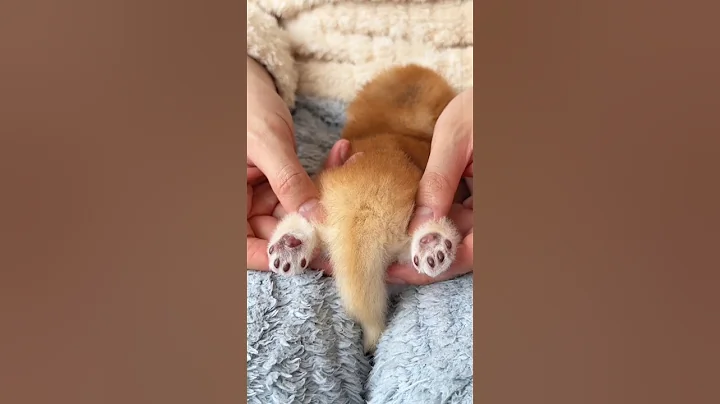 Video 8228211: cats catlover kitten cute, cats kitten funny catlover, kitten cute catlover baby