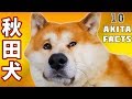 AKITA INU - 10 Facts About My Japanese Akita Dog | 秋田犬