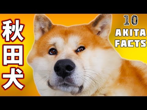 AKITA INU - 10 Facts About My Japanese Akita Dog | 秋田犬
