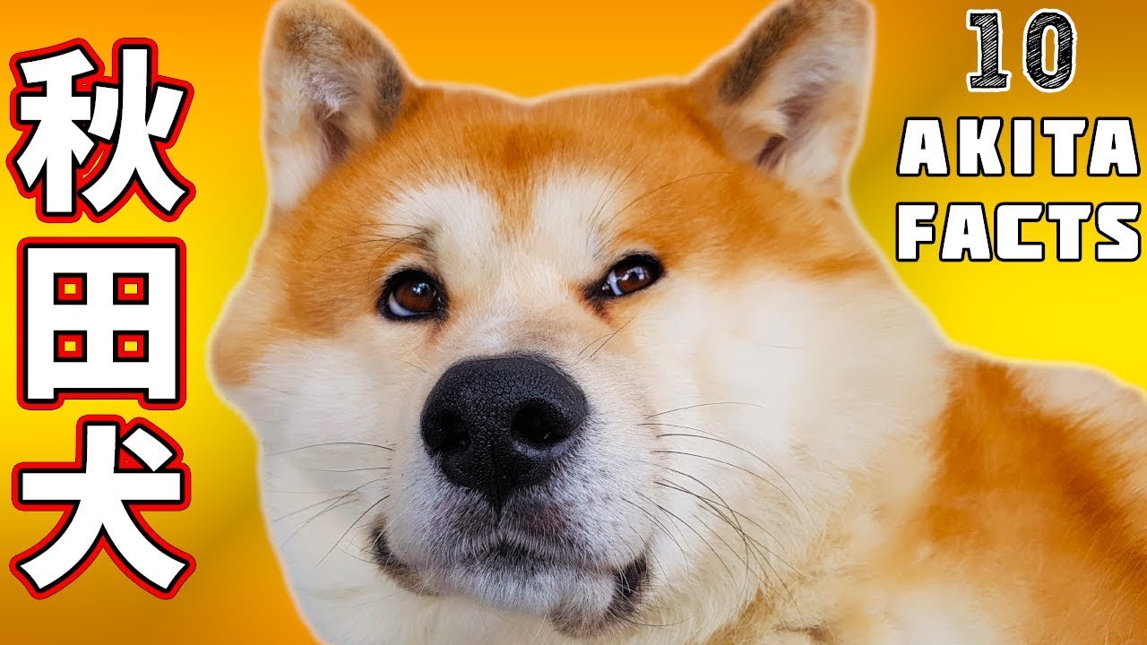 japán akita inu eladó lakások