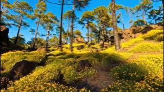 Syi'ir Tanpo Waton versi madura