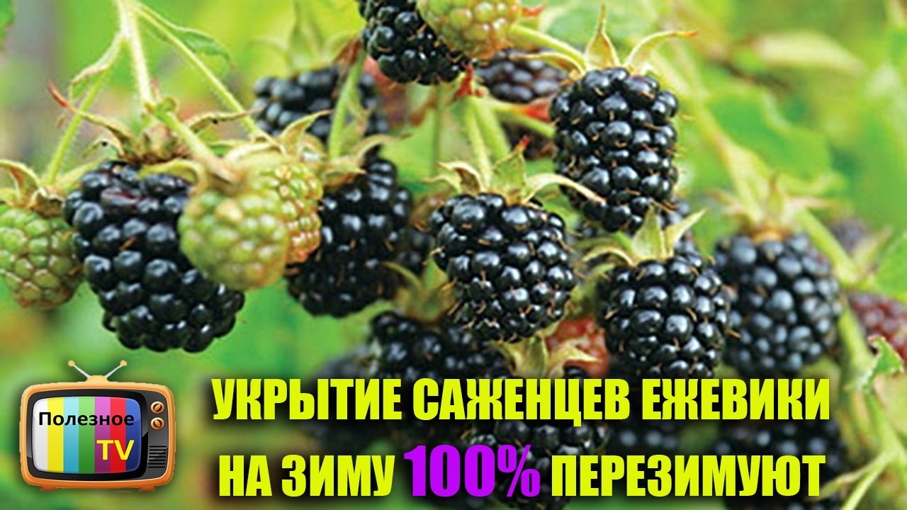 ДВА СПОСОБА УКРЫТИЯ САЖЕНЦЕВ ЕЖЕВИКИ НА ЗИМУ 100% ЗИМОВКА