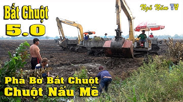 Dùng Máy Phá Bờ Bắt Chuột Bắt Rắn - Chuột Rắn Nấu Mẻ Món Ngon Miền Tây - Catch The Mouse/NGÃ NĂM TV
