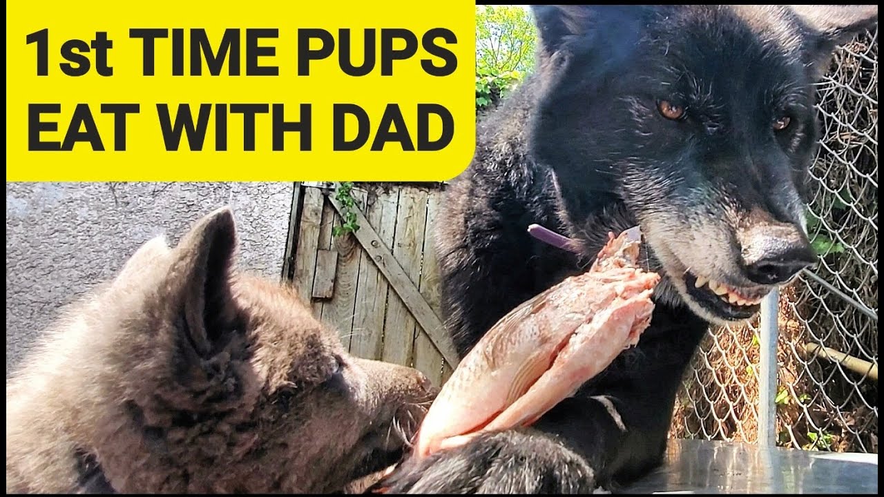 1st Time Puppies Eat RAW Food with Both Parents YouTube