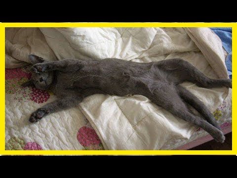 Video: Warum Pinkelt Eine Katze Auf Das Bett Der Besitzer