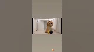 boneka marah