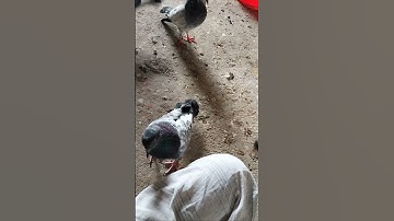 DIY Pigeon Bird Trap With   Cardboard Box
