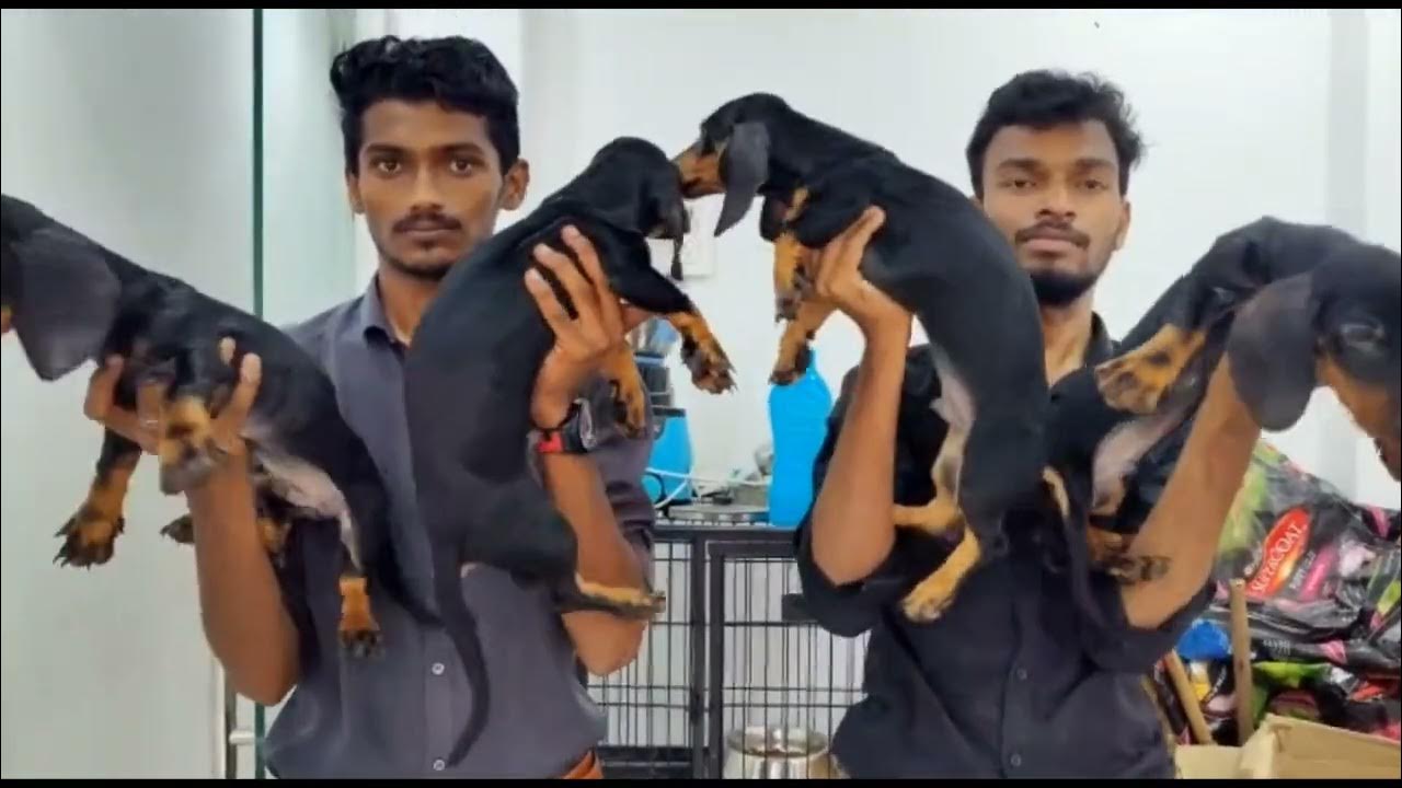 Quality Pets at Chinni Pet Store Nellore YouTube
