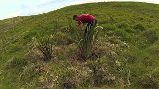 MOTUTAPU ISLAND - team offsite