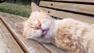 ナデナデが気持ち良くなってイビキかいて寝ちゃった野良猫