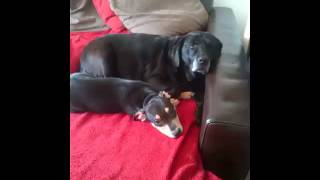 Penny & Butt.mp4
