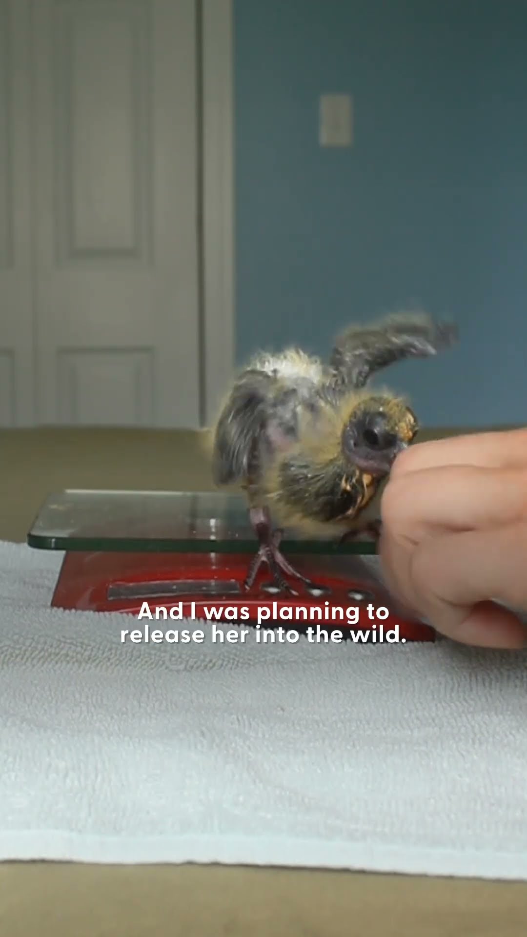 Rescued Pigeon Loves To Take Baths With Corgi | The Dodo