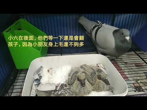 🍃公園裡發現被人剪羽無法飛行的鴿子們→咕咕&小六的孵蛋育雛日記(四)→鴿子下蛋育雛→雙寶一暝大一寸