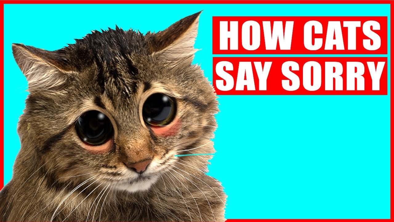 How do you say sorry to your cat?