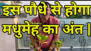 Bitter plant will end diabetes. Benefits of Gurmar plant for sugar #sugar #herbalplant screenshot 1