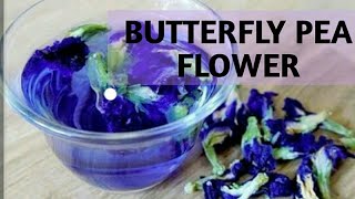 BENEFITS OF BUTTERFLY PEA FLOWER/ BLUE TEA