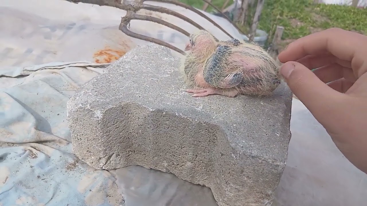 Uzun zaman sonra video geldi