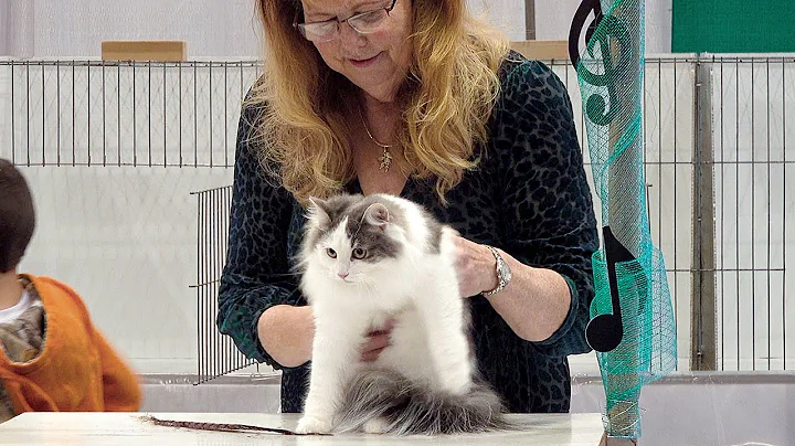 Video 207851: norwegian forest cat kittens, longhair cat kittens, cfa international cat show