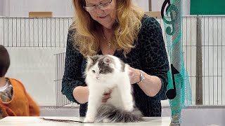 CFA International Show 2019  Norwegian Forest Cat in Kitten Class Judging