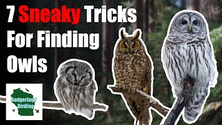 7 Sneaky Tricks for Finding Owls in the Wild