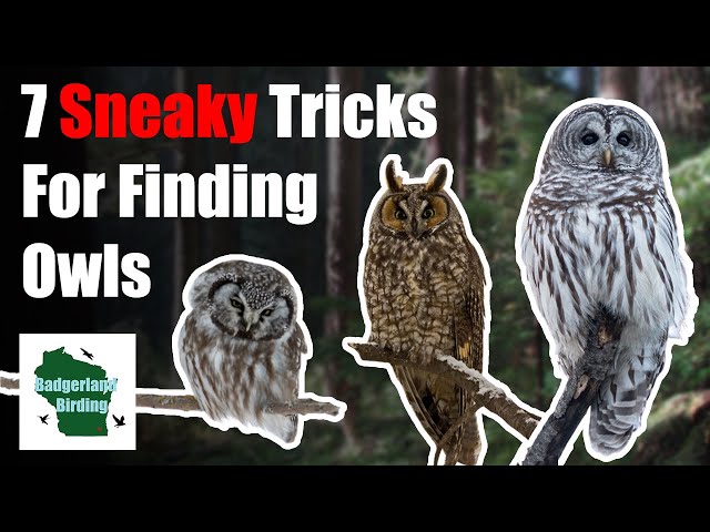 7 Sneaky Tricks for Finding Owls in the Wild class=