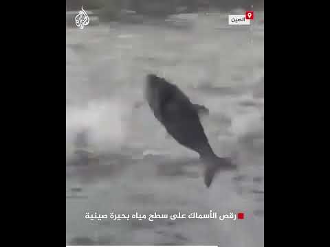 شاهد| رقص الأسماك على سطح مياه بحيرة صينية