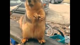 vine 2014 Squirrel FAST RAPING