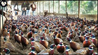 How Farmers Raise Millions Of Pheasants - Modern Pheasant Egg Incubation Technology